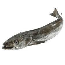 Merluza Fresca