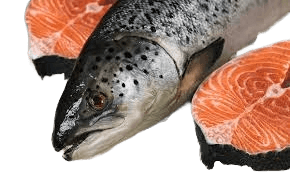 Salmón