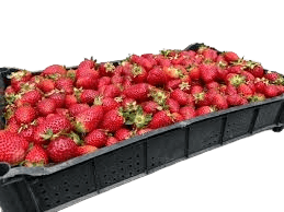 Frutillas
