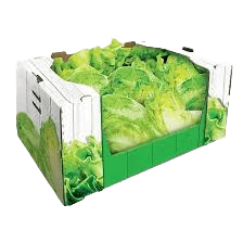 Lechuga