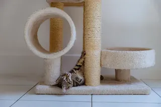 Rascador Gato