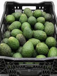 Caja de Palta Hass